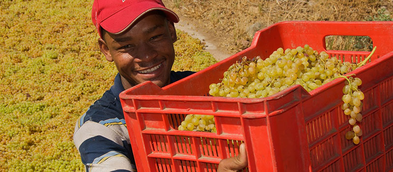 Agriculture, Farming & Local Production Business in Upington area - Eksteenskuil Agricultural Co-operative