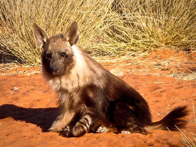 Attraction in Upington - Kalahari Red Dune Route