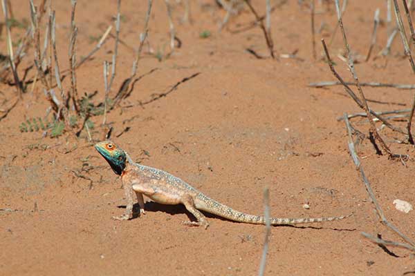 Attraction in Upington - Kalahari Red Dune Route