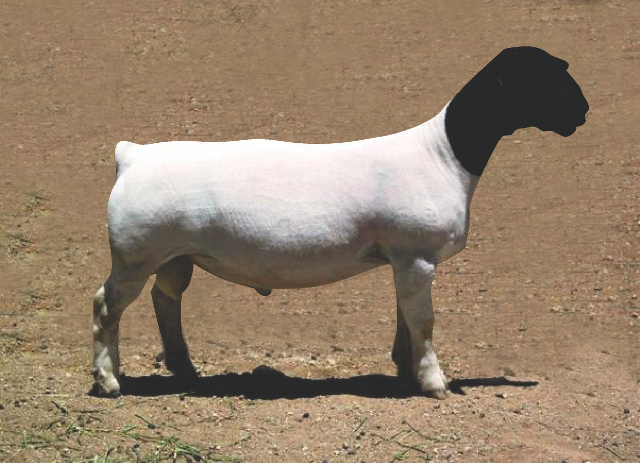 Agriculture & Farming in Upington - Nooitgedacht Dorperstoet