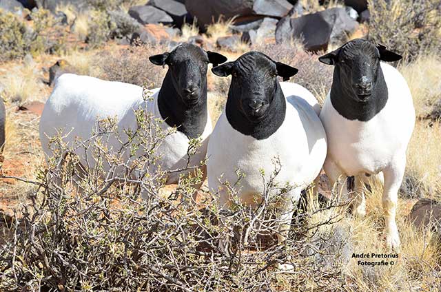 Agriculture & Farming in Upington - Nooitgedacht Dorperstoet