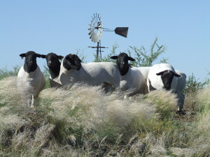 Agriculture & Farming in Upington - Nooitgedacht Dorperstoet