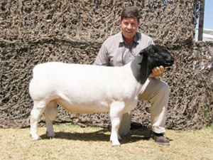 Agriculture & Farming in Upington - Nooitgedacht Dorperstoet