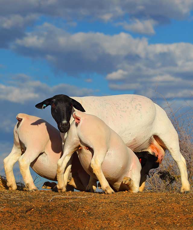 Agriculture & Farming in Upington - Nooitgedacht Dorperstoet