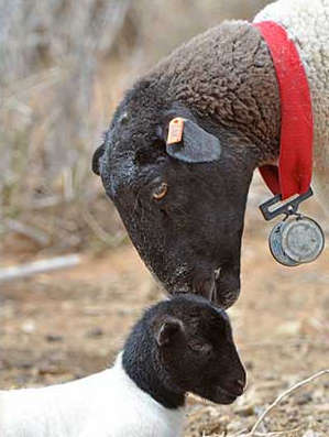 Agriculture & Farming in Upington - Nooitgedacht Dorperstoet