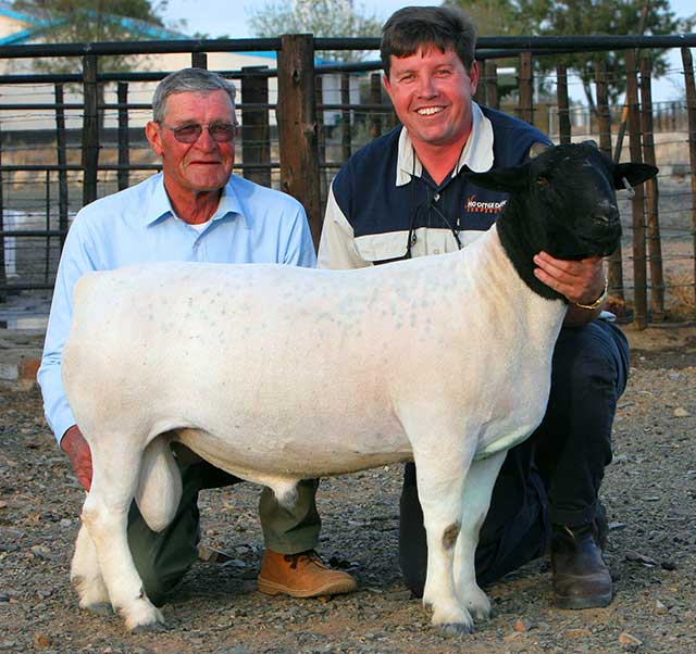 Agriculture & Farming in Upington - Nooitgedacht Dorperstoet