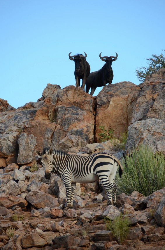 Attractions and other things to see in Upington - Quiver Tree Route