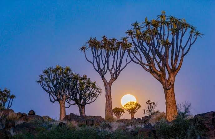 Attractions and other things to see in Upington - Quiver Tree Route