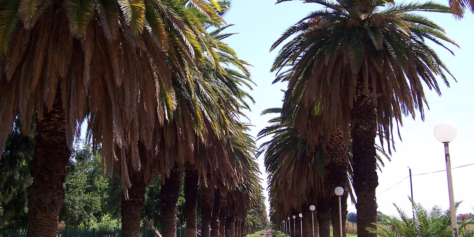The Date Palm Avenue in Upington